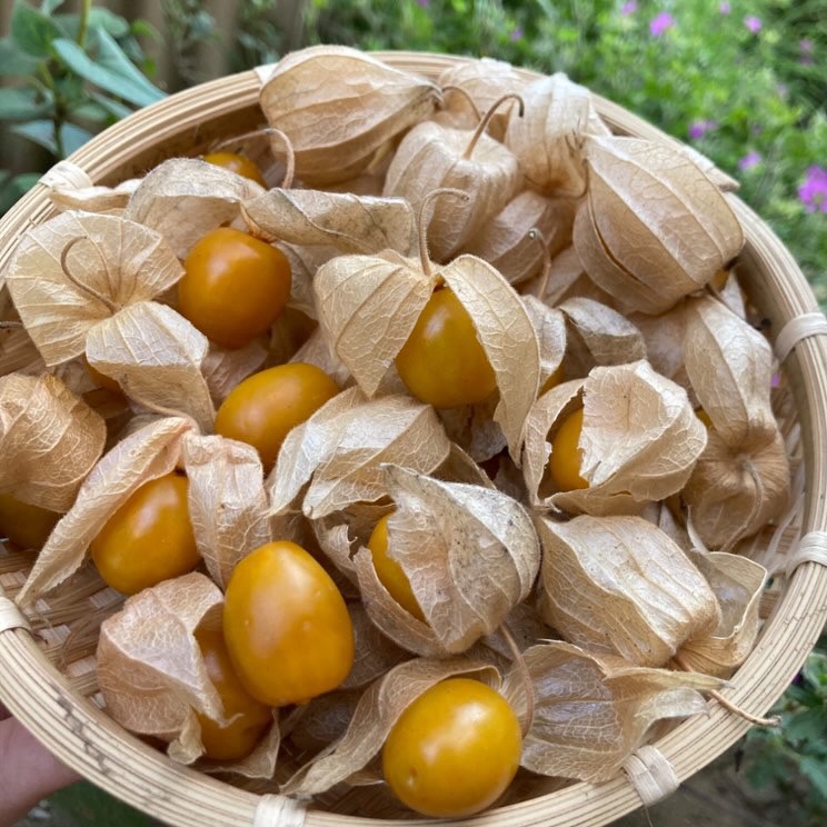 食用ほおずき