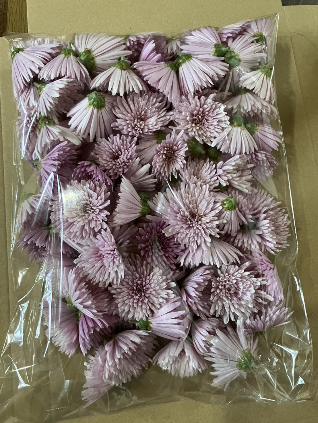 食用菊（モッテ菊）