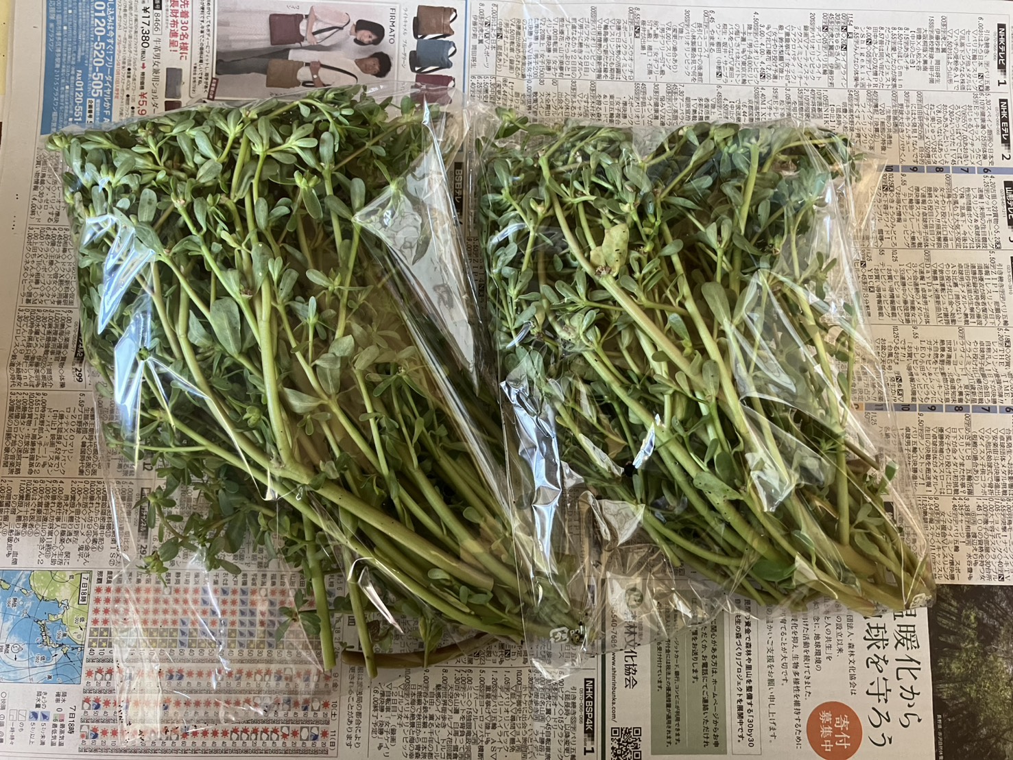 スベリヒユ